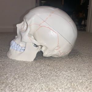Anatomy Replica Skull